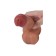 Dildo Realista Ejaculatório JOY STREAM Pele Clara 19,5 x 4,5 cm